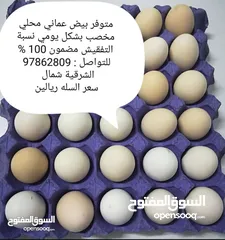  1 بيض دجاج عماني