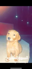  3 كلب جولدن  Golden dog