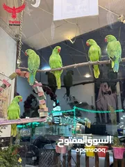 22 يتوفر لدينا مجموعه انواع طيور اليفه  دره اليف  لوري اليف  كوكتيل اليف  روز اليف  حب اليف