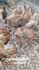  9 خم حمام بلدي ومعو انواع +صيصان بلدي عمر 33 يوم  للبيع بسعر الحرق الله يبارك لصاحب النصيب
