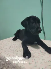  10 Labrador retriever puppies available