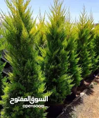  5 مشاتل الريان الزراعية إنتاج وبيع جميع انواع الاشجار المثمره والزينه