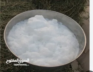  2 حليب ابل طبيعي ونظيف في الرياض