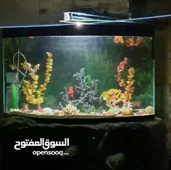  1 حوض سمك للبيع