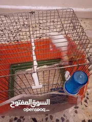  3 ذكر كنار صوت نار صحه 200/100 لون ابيض ولا لطشه