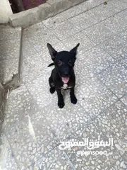  3 بالجم مالينو بلاك صحة جيدة جداً ذكي جداً  نشيط
