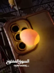  6 جوز كوكتيل الذكر لاتينو والانثى ايزابيل تحته 4 بيضات مخصبات السعر 50 بدون قفص 55مع قفص الموقع