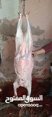  5 لحام منزلي متنقل لذبح كافة الاضاحي والعقائق والنذور