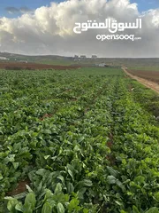  2 فرصة مميزة  ثلاث دنم ونصف بلعما - الزيتونة قطع سهلية تربة حمراء منطقة مزارع وشاليهات