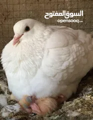  2 حمام فرنسي اصلي السلاله اكبر حجم منتج  الجوز