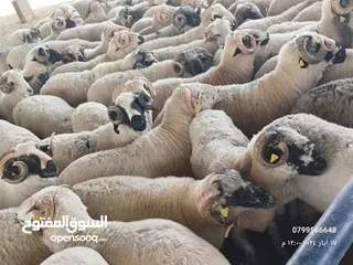  3 اغنام للبيع
