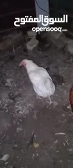  3 دجاجه بيضه خشنه بصحه جيده تبيض ومخلفه الثانيه   دجاج