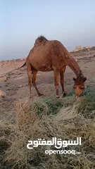  3 السلام عليكم ورحمه الله موجود اضحيه