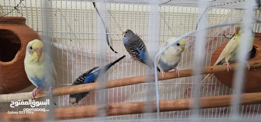  3 Budgies for sale