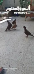  4 حمام للبيع