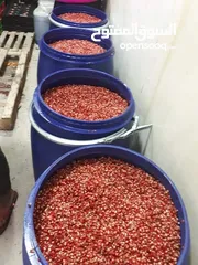  4 شروة دبس رمان بلدي للبيع