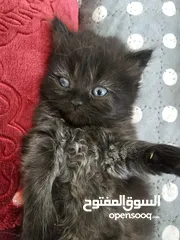  10 Adorable British Shorthair Kittens Looking for Their Forever Homes – Ready to Join Your Family