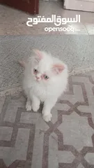  1 ذكر هملايا اورنج