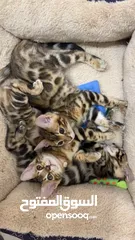  3 Bengal Kittens - قطط بنغال