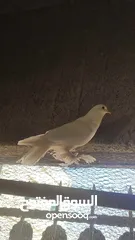  5 طيره هزاز بندوق فرنسي