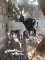  3 جدي لون وصحه نار هداد عش شهور سلاله نظيفه