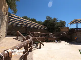  14 شالية رمسيس  Ramesses Chalet وسط اجمل غابات عجلون أطلالة بانورامية