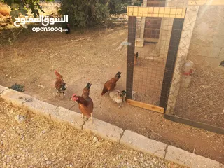  9 دجاج للبيع البزره القديمه