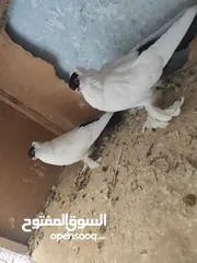  1 بلوني الماني جوز اسود و اصفر و طيرة صفره و فراخ