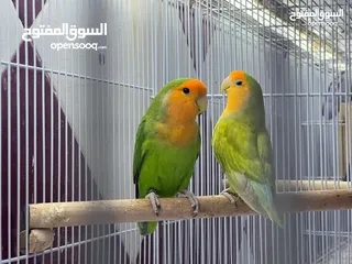  2 عشاق الطيور عروض مميزة (ببغاء اليف لعائلة محبة للحيوانات )