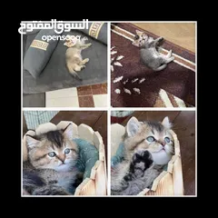  2 سكوتش ستريت جولدن ny 24