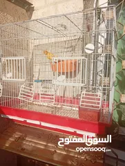  2 طيور كناري بحالة ممتازة جدا