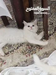  2 Turkish angora kitten