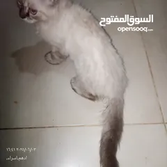  5 قط هاملاي ذكر للبيع