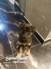  6 جرو روت وايلر العمر 3 شهور أنثى