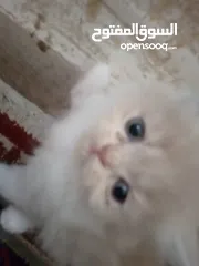  5 قطط للبيع همالايا للبيع ما شاء الله