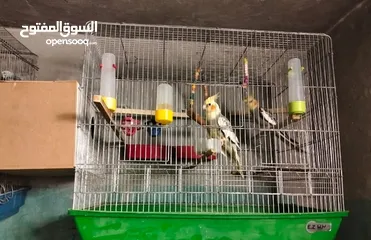  1 جوز كوكتيل مع 3 فراخ