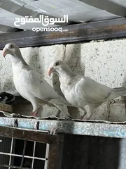  3 فراخ للبيع