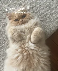  2 قط شانشلا ذكر للتزاوج