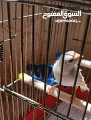  4 فرخ كنار ابيض صافي