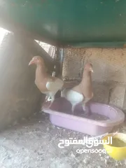  5 جوزين يهودي جوز اصفر وجوز احمر على صفره