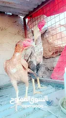  21 متاح بيض باكستاني خط اول..