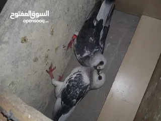  4 4 جواز شغاله  وفحل مكفوله للبيع دون الفراخ 35 دينار كوم