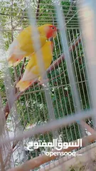  5 طيور حب و روز و فيشر
