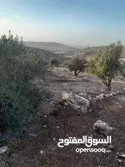  3 ارض للبيع مزروعة زيتون في صوريف