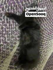  7 القطه : للتبني / free  عمر 9 شهور جنس/ انثى