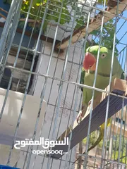  11 ببغاء كساندرا  متكلم ثوب كامل حجم دبل دبل دبل جامبو لعوب بسبح للي خلقه الوان غامقه جميله