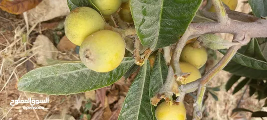  8 مزرعة وفلة للبيع بموقع ممتاز