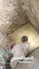  7 حمام  للبيع