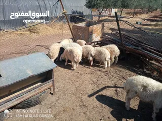  6 عبر العدد 10 أعمار ثلاث شهور  شكل و لون وسر طيب تسمم غذائي عبر عز المقنوي و الربط من نصيب الشراي