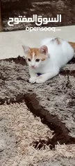  2 2 قطط ذكور للتبني